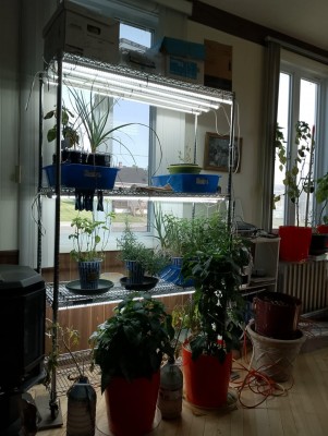 plantes.jpg
